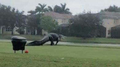Photo de Un alligator se promène sur un terrain de golf en Floride avec du poisson dans la bouche