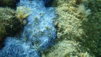 Photo de Les éponges de mer mangeuses de fossiles surprennent les scientifiques