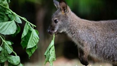 Photo de Une meute de kangourous essaime une femme alors qu’elle est sur le point de prendre le départ