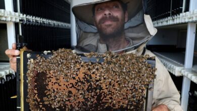 Photo de La ruche robotisée est le nouvel espoir des abeilles – et le vôtre aussi ; comprendre
