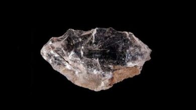 Photo de Cette pierre était le “couteau suisse” de l’homme il y a 60 000 ans